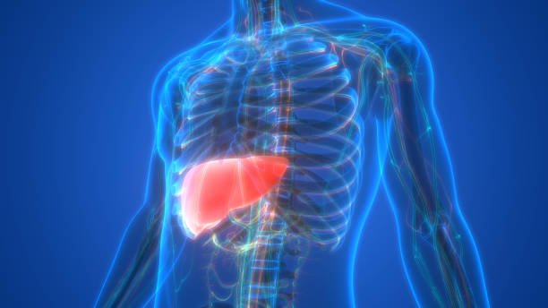 Treat Fatty liver with Ayurveda