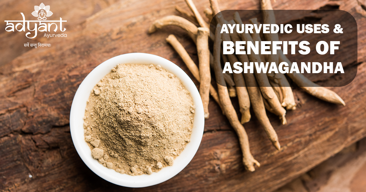 Ayurvedic uses & Benefits of Ashwagandha