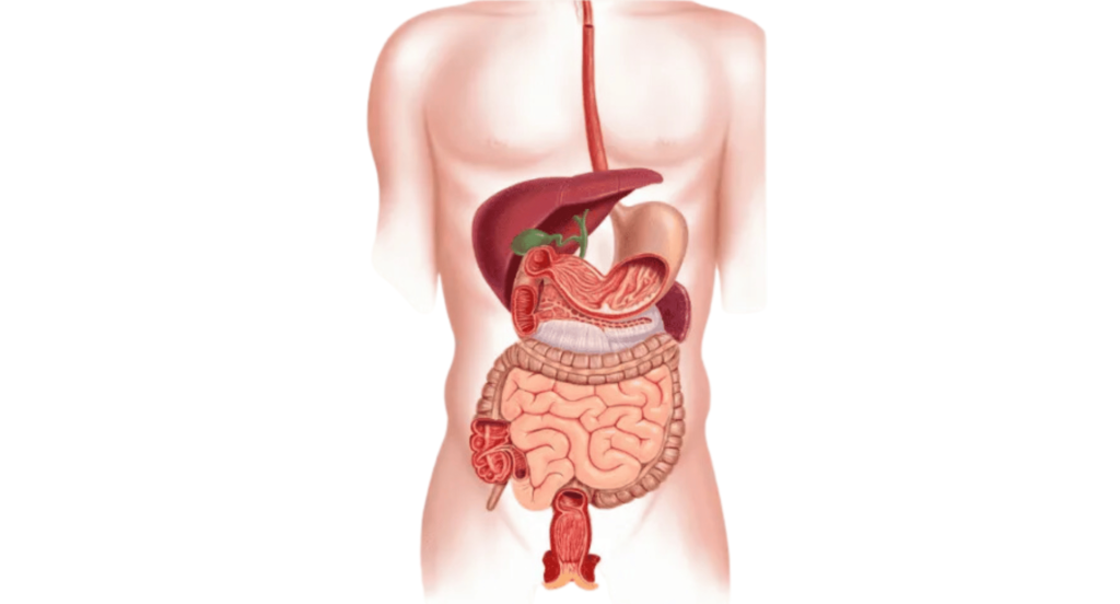 Virechana Panchakarma (Purgation)